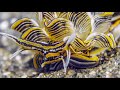 Nudibranchs in Motion | Wonderful Diving at Tawali Resort Milne Bay | Papua New Guinea 2024 | 4K