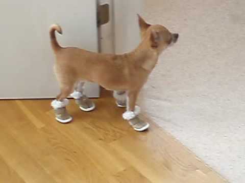 uggs for pets