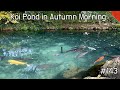 Koi Pond Autumn Morning (Gifu, Kagamigahara)