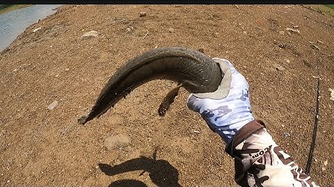 Câu cá lóc tự nhiên ở đập Sông ray + Bàu cạn | Cá sắt cào đáy