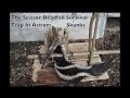 Scissor Deadfall Survival Trap In Action. Trapping Killer Skunks. Primitive Technology