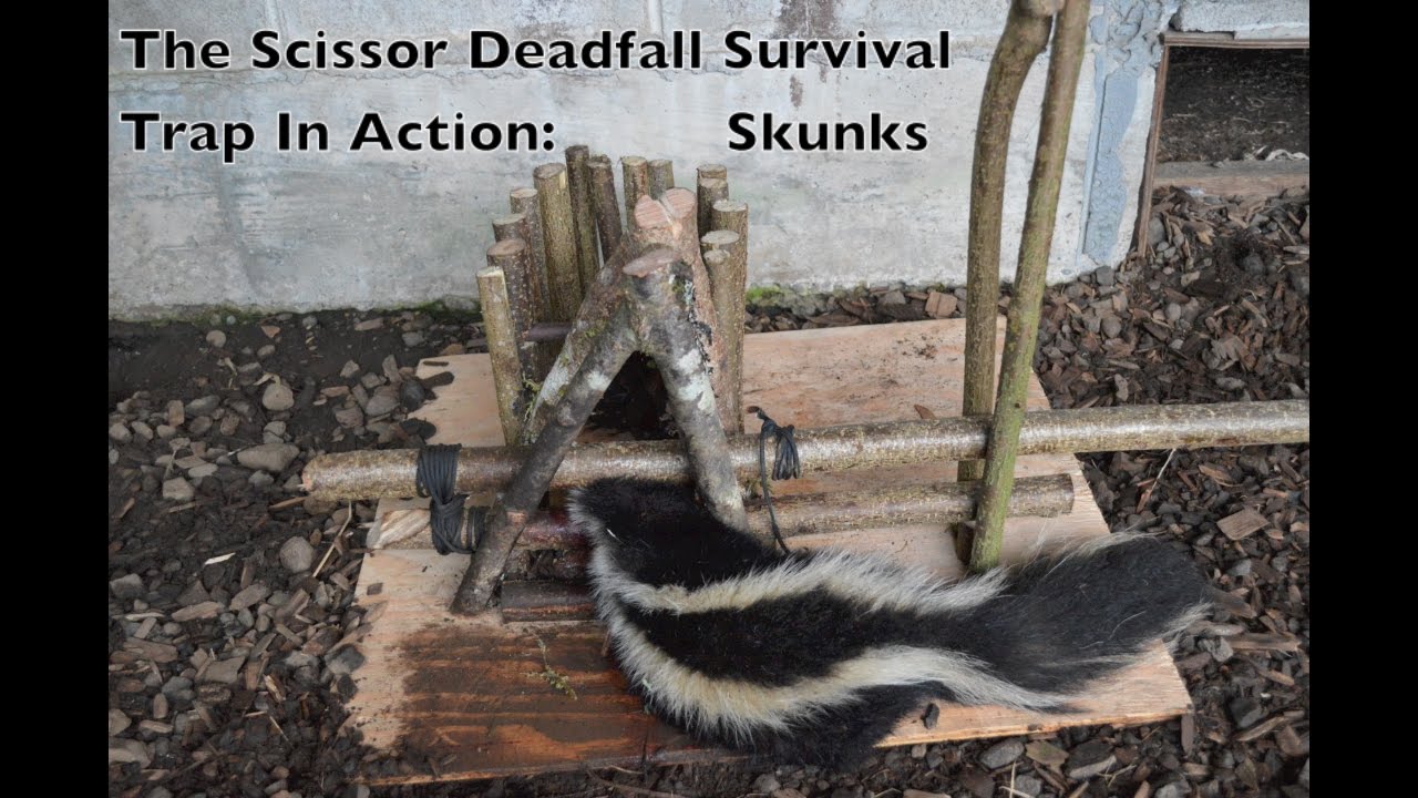 Can A Rat Trap Kill A Skunk?