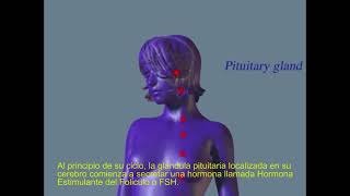 Menstrual Cycle 01 Spanish 01