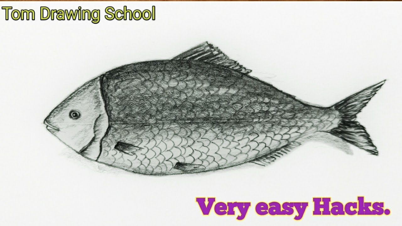 Drawing Tutorial: Draw a beautiful hilsa fish using pencil. — Steemit