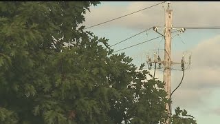 Pruning is the key to prevent trees from falling in high winds