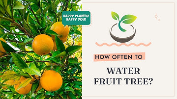 🍈🍊🍎How Often to Water Fruit Trees: Ultimate Gardener