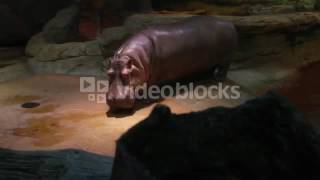 Hippopotamus In Aquarium S7Gt Klge