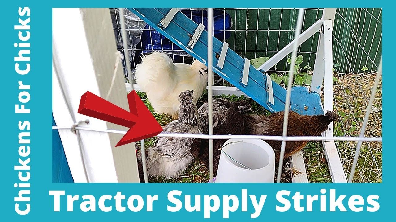 New Silkie Hens Tractor Supply Strikes Again YouTube