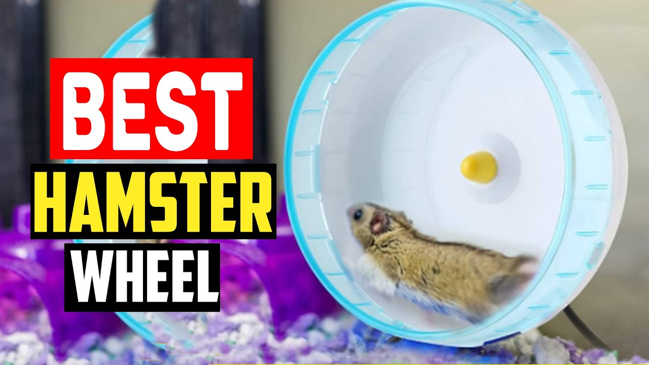 ✅Best Hamster Wheel in 2025