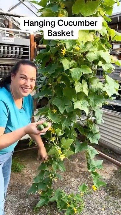 Cucumber Hanging Basket