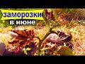 🔴🔴Жесть а не Июнь. Заморозки Летом. Виноград