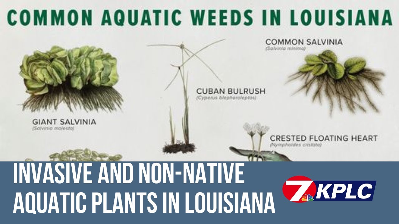 Invasive and non native aquatic plants in Louisiana YouTube