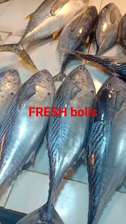 FRESH BOLIS BODLISAN #asmr #viralshort #trendingshorts #fish