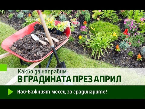 Видео: Рязани цветни градински растения: Кои са добри цветя за градина за рязане