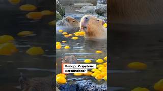 Kenapa Masbro Santai Banget?  Nongkrong Sama Buaya Gak Dimakan?! #faktahewan #animals #factualguy