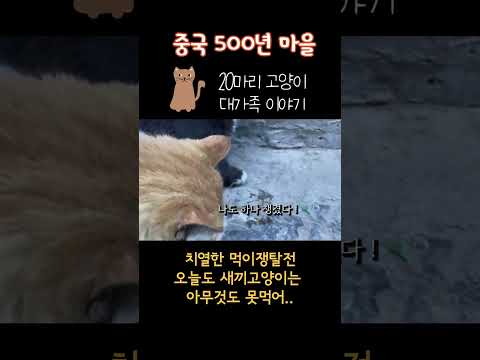 20마리 고양이들의 치열한 먹이쟁탈전 #shorts
