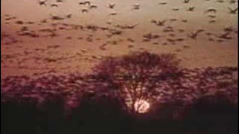 Tragedy of the Commons (clip)