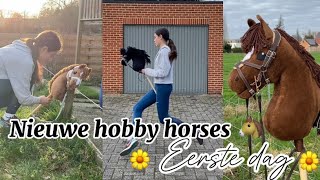 Nieuwe hobby horses hun eerste dag op manege de zonnehoeven
