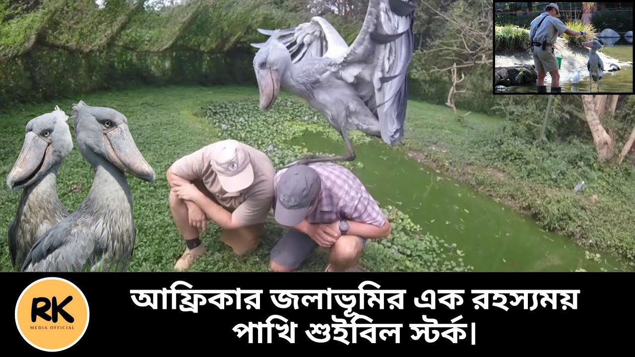 আফ্রিকান পাখি শুইবিল স্টর্কের অদ্ভুত কিছু দিক। African Shuibill Stork | RK Media Official |