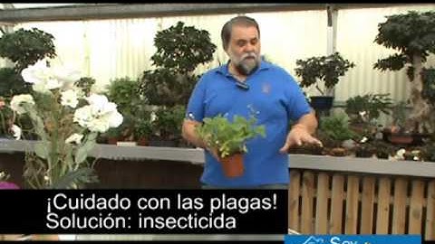 Huerto urbano: Cómo cultivar fresas silvestres en casa