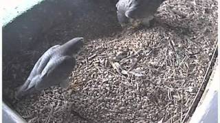 11172011-both in box.wmv
