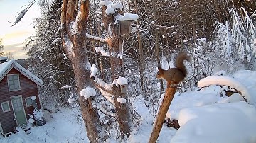 Reolink Captures: Red Squirrel Perfect Landing