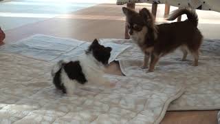 2020011109 ちゃこが遊ぶようになった