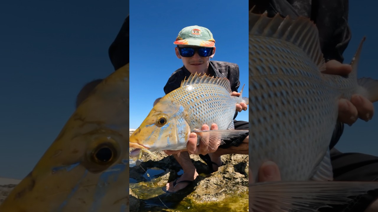 MY BIGGEST SPANGLED EMPEROR! FULL video LIVE on the channel now! 