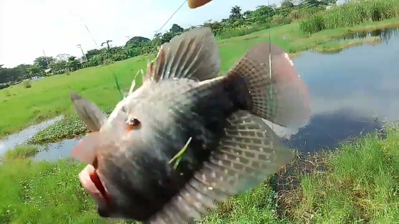 Puro long shot buti tinatamaan😅#ALVARANFISHHUNTER/tiksay fishing!!!