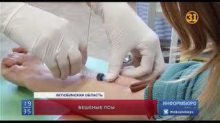 Как защититься от бешенства? Как защититься от бешенства?