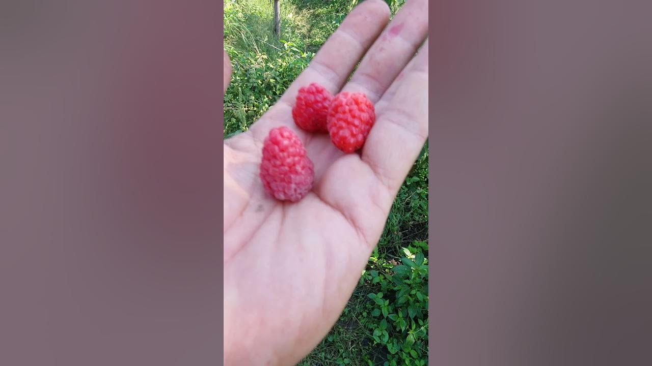 Прималба сорт малины описание сорта фото Прималба описание сорта фото