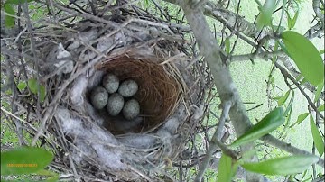 Mockingbird nest with eggs