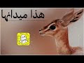 هذا ميدانها اداء سعد محسن 2026 حصريا