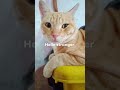 #cutecat #catsofyoutube #fyp #viral #makeitviral #orangcat #hello #plssubscribe #everyone #cutest 🥰