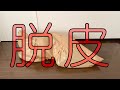 【誕生日】鳥居みゆきが生まれ変わる瞬間を動画に収めました！