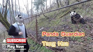 Panda Guardian Tang Hua | iPanda