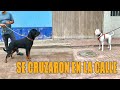 Dogo argentino & Rottweiler - Gran encuentro perruno