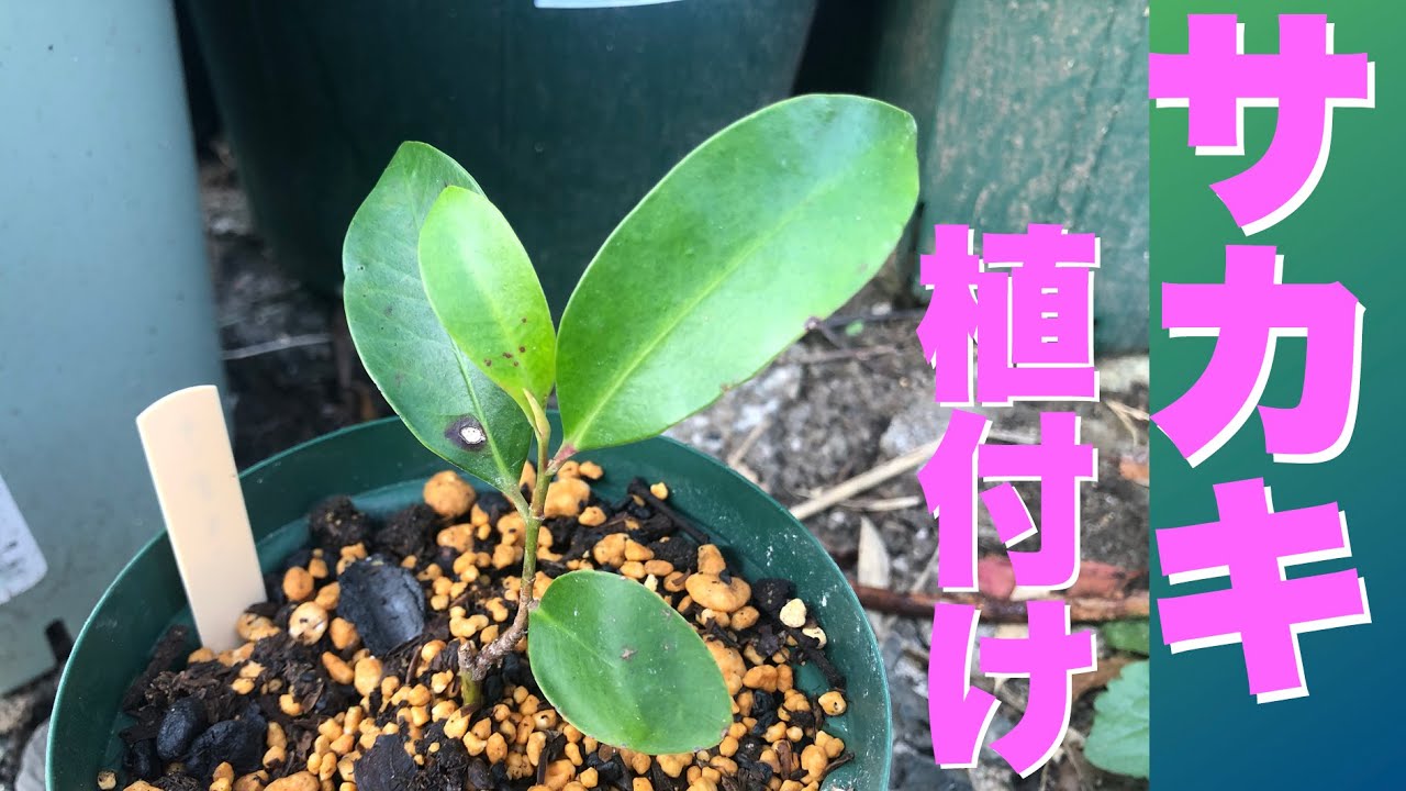 サカキの植付け 榊 2023/10/29 - YouTube