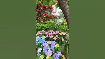 Thumbnail of Gardening ideas For Home #gardeningideasforhome #homegardenideas #garden #shorts #nature #gardening