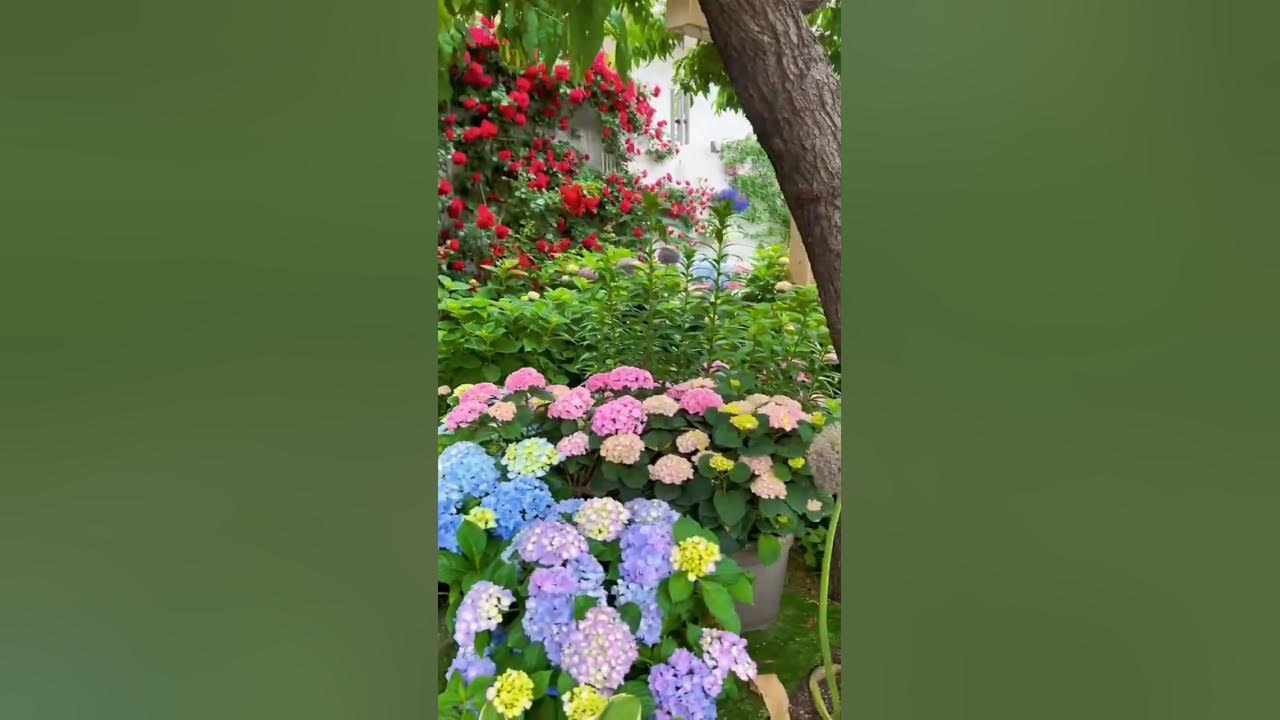 Gardening ideas For Home #gardeningideasforhome #homegardenideas #garden #shorts #nature #gardening Gardening ideas For Home #gardeningideasforhome #homegardenideas #garden #shorts #nature #gardening