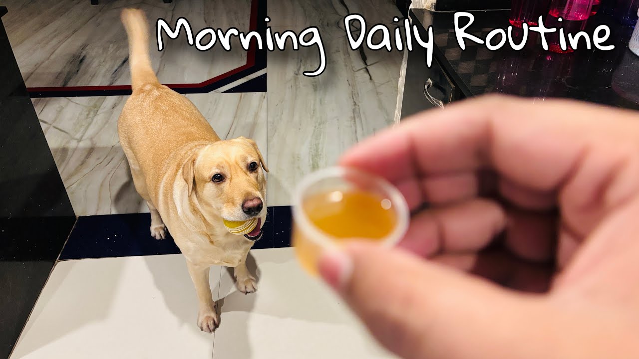 Cute Labrador dog daily morning routine vlog || MiMi My Friend - YouTube