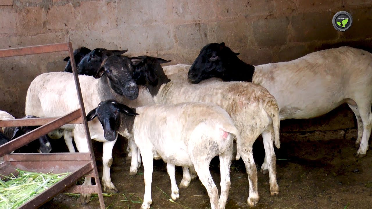 ದೊಡ್ಡಿಯಲ್ಲಿ ಆಧುನಿಕ ಕುರಿ ಸಾಕಣೆ - ಶ್ರೀ ಮೆಲ್ವಿನ್ ಲೂಯಿಸ್  | Sheep Farming