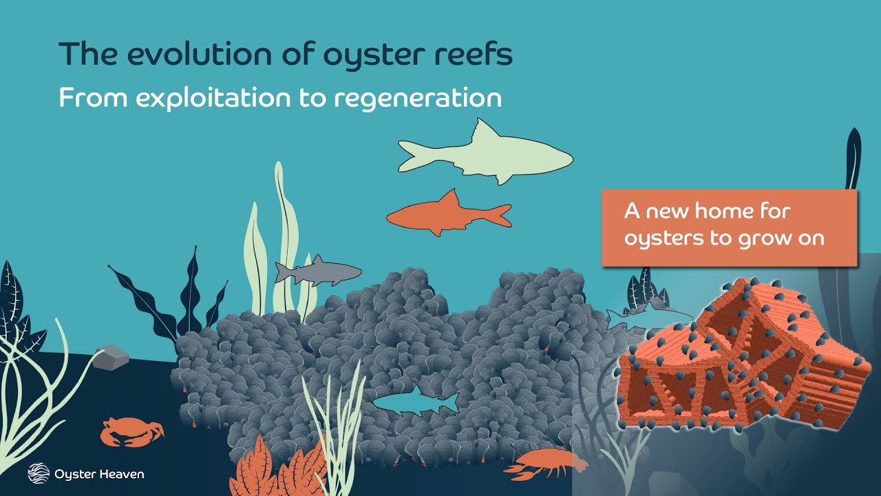 The Evolution of Oyster Reefs Oyster Heaven YouTube
