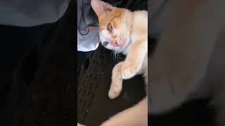 #Extraordinary #Tail #cat #fyi #fyp