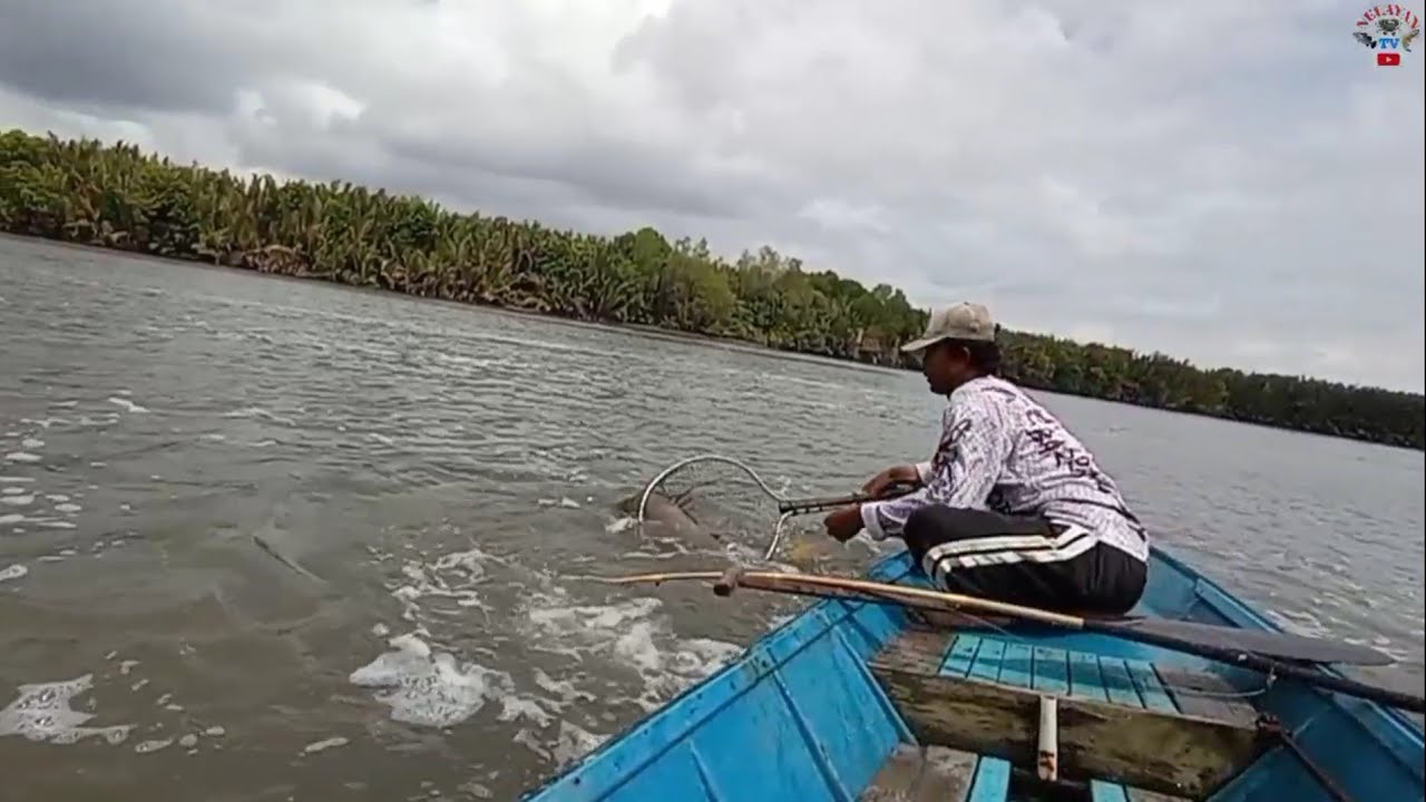 lkan Barramundi besar ini cukup alot perlawanannya#Mancing joran bambu