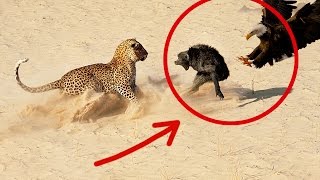 Leopard vs Eagle vs Baboons attack the death | Leopardo vs Aguila Vs Babuino 2015