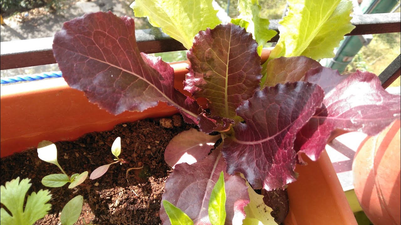 lettuce growing balcony Garden YouTube