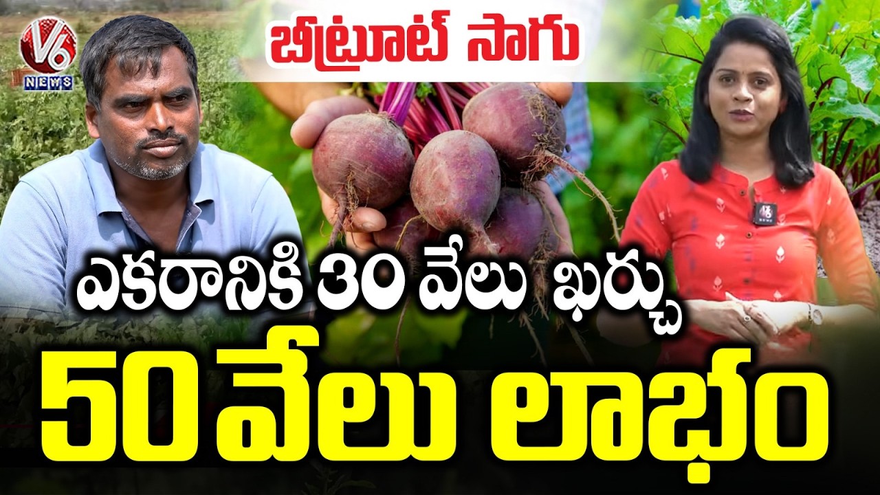 Beetroot Farming : 100 Quintals Yield Per Acre ₹30,000 Investment – ₹50,000 Return in 2 Months | V6