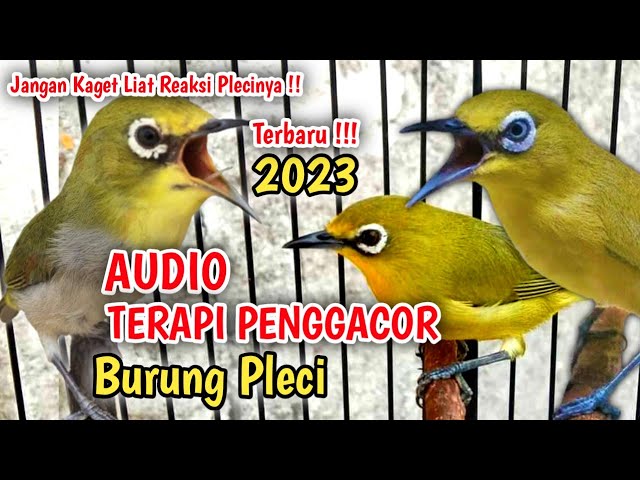 Audio Terapi PENGGACOR Pleci Paling Ampuh Agar Pleci Gacor Buka Paruh 2023 class=