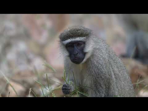 Birding Uganda - Entebbe Botanical Gardens